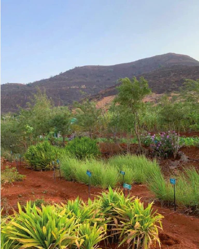 Landschaft in Indien mit Heilkräutern – Khadi Elixier WebP Bild Landschaft in Indien mit Heilkräutern – Khadi Elixier WebP Bild