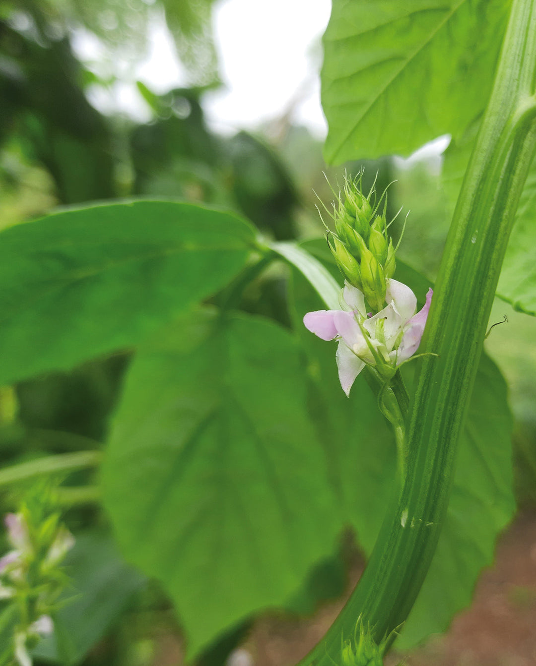 Bild von Granatapfel, Wirkstoff in Khadi-Haarpflege Bild von Granatapfel, Wirkstoff in Khadi-Haarpflege