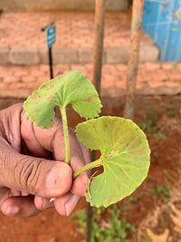 Imagen de hoja de Centella, ingrediente del Aceite Corporal Ayurvédico Centella New-Cell.