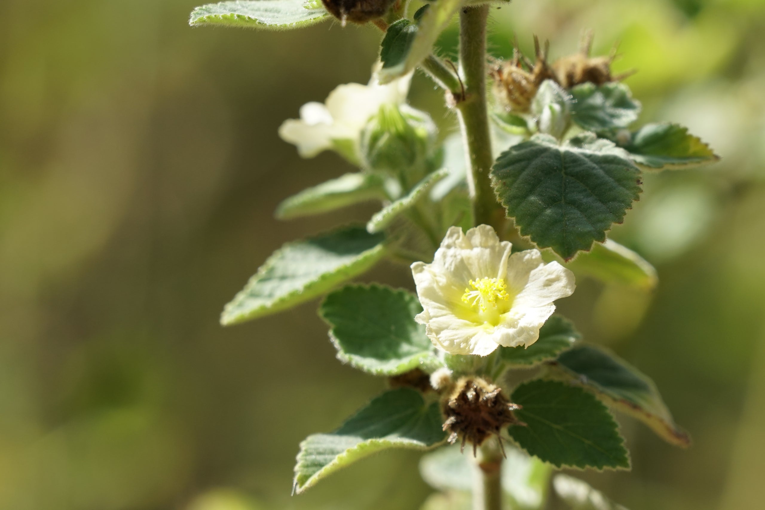 Image 43696847126829