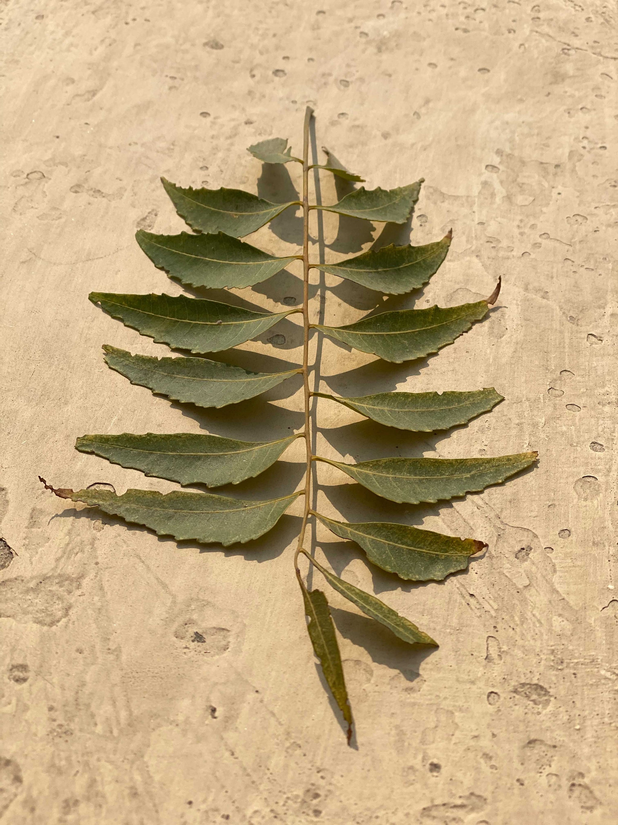 Imagen de planta de Neem, ingrediente del champú