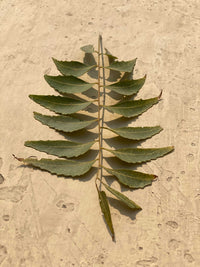 Imagen de la planta de Neem